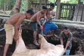 Puluhan Babi di Lembata Mati, Warga Dilarang Nekat Makan Dagingnya
