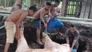 Puluhan Babi di Lembata Mati, Warga Dilarang Nekat Makan Dagingnya