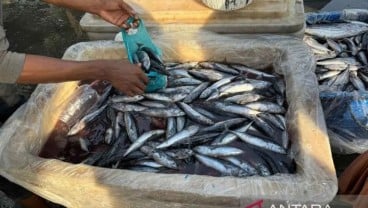 Harga Ikan di Aceh Timur Anjlok, Produksi Tongkol Mencapai 4,45 Juta Ton