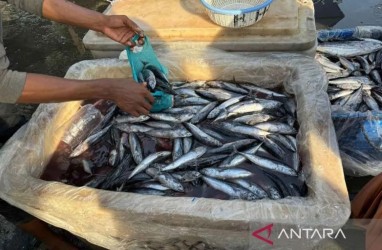 Harga Ikan di Aceh Timur Anjlok, Produksi Tongkol Mencapai 4,45 Juta Ton