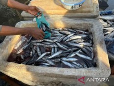Harga Ikan di Aceh Timur Anjlok, Produksi Tongkol Mencapai 4,45 Juta Ton