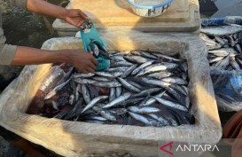 Harga Ikan di Aceh Timur Anjlok, Produksi Tongkol Mencapai 4,45 Juta Ton