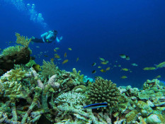 Target Kunjungan Wisatawan Wakatobi Meningkat