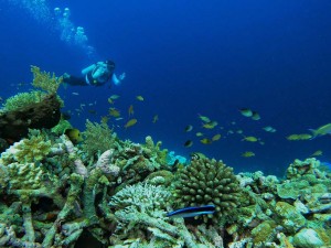 Wisatawan menikmati keindahan bawah laut di Pulau Tomia, Wakatobi, Sulawesi Tenggara, Senin (6/5/2024). Antara/Jojon