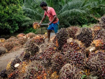 Harga Sawit Riau Terus Melemah, Pekan Ini Dijual Rp2.822,95 per Kg
