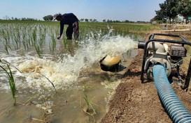 Petani Kudus Diminta Antisipasi Dampak El Nino