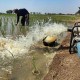 Petani Kudus Diminta Antisipasi Dampak El Nino