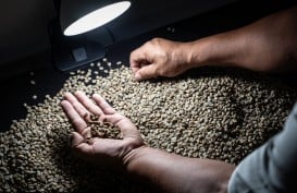 Rahasia Panna Coffee Pasarkan Kopi dari Semarang Hingga ke Papua