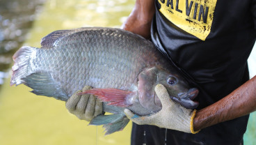 KKP Pursuing Tilapia Production Target via Coastal Route
