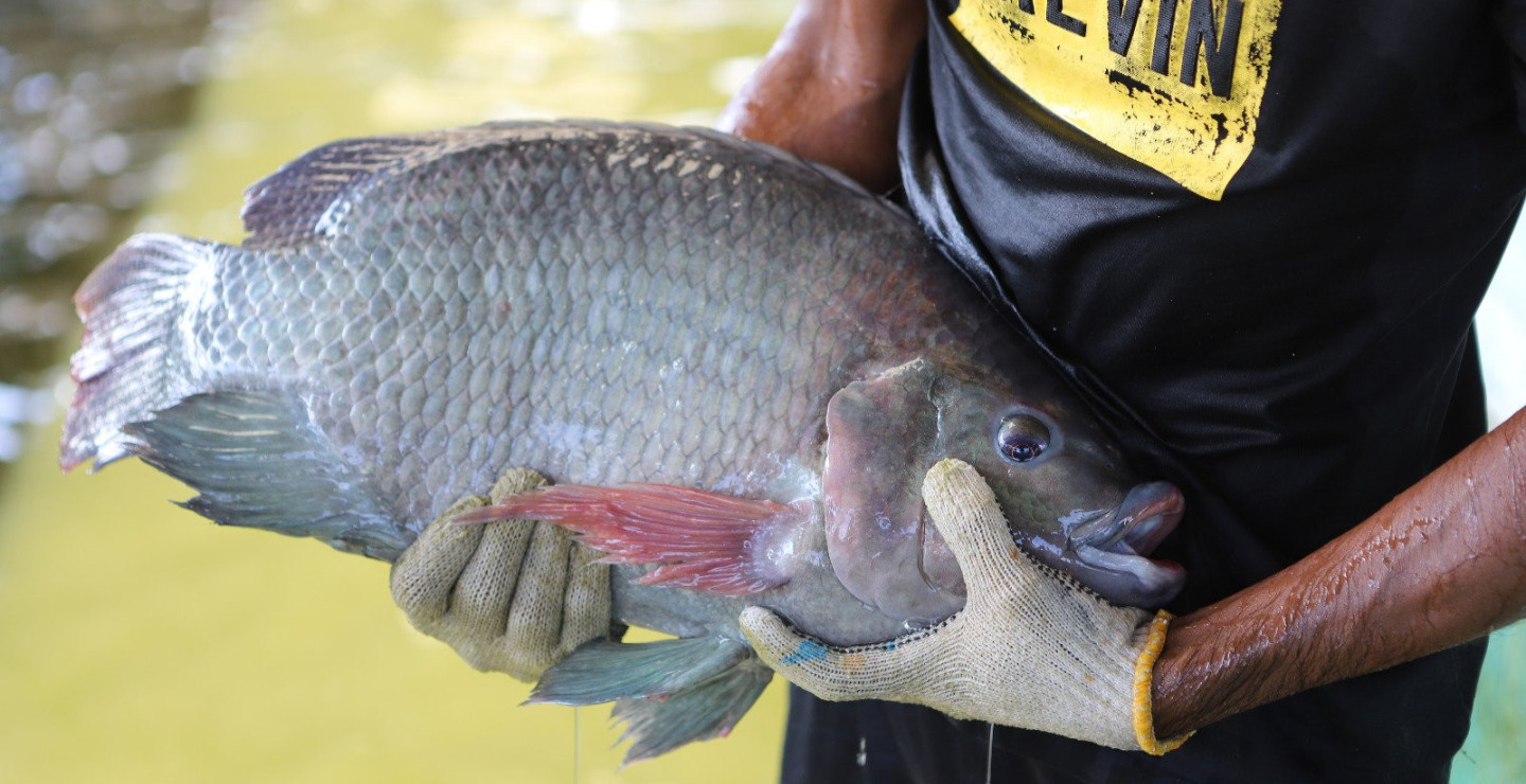 KKP Pursuing Tilapia Production Target via Coastal Route