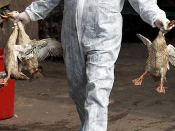 Pria di Texas Terinfeksi Flu Burung Setelah Kontak Fisik dengan Sapi Perah, Kok Bisa?