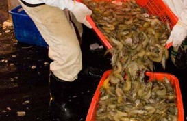 Pemprov Kalteng Panen 4,7 Ton Udang Vaname di Shrimp Estate