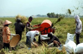 Produktivitas Padi Cirebon Naik Jadi 6,2 Ton per Hektare