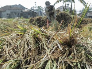 Petani memanen padi di Gunungguruh, Kabupaten Sukabumi, Jawa Barat, Sabtu (11/5/2024).