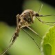 Bukan Cuma DBD, Ini Deretan Penyakit Akibat Gigitan Nyamuk yang Mengancam Nyawa