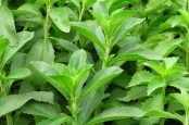 Viral di Tiktok, Stevia Pengganti Gula, Ini Efek Samping dan Manfaatnya