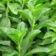 Viral di Tiktok, Stevia Pengganti Gula, Ini Efek Samping dan Manfaatnya