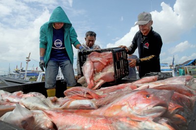 Kementerian Kelautan dan Perikanan Mulai Melakukan Uji Coba Penangkapan Ikan Terukur
