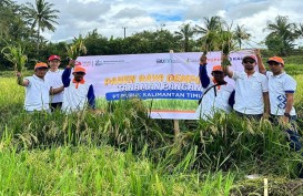 Demplot Pupuk Kaltim Tingkatkan Produksi Padi Bone Hingga 100 Persen