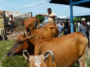 Banyumas Meningkatkan Pemantauan Lalu Lintas Hewan Ternak