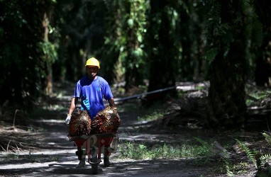 Harga TBS Sawit Sumut Hari Ini (17/5/2024) Naik Tipis Jadi Rp2.836 per Kg