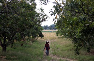 Mangga Gedong Gincu Bakal Dikembangkan Melalui Sistem HDDAP