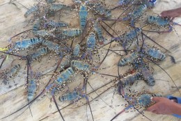 KKP dan TNI AL Aman Penyelundupan 277.800 Ekor Lobster di Jambi