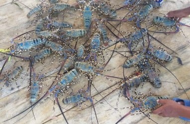 KKP dan TNI AL Aman Penyelundupan 277.800 Ekor Lobster di Jambi