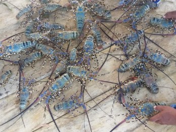 KKP dan TNI AL Aman Penyelundupan 277.800 Ekor Lobster di Jambi