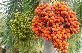 7 Manfaat Buah Pinang yang Baik Bagi Sejumlah Kesehatan