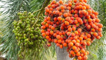 7 Manfaat Buah Pinang yang Baik Bagi Sejumlah Kesehatan