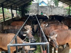 Momen Iduladha, Jumlah Pemotongan Hewan Kurban di Riau Naik 9,82%