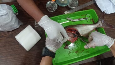Karantina Sumsel Jaga Penyebaran Penyakit Pada Tiga Komoditas Ikan Unggulan