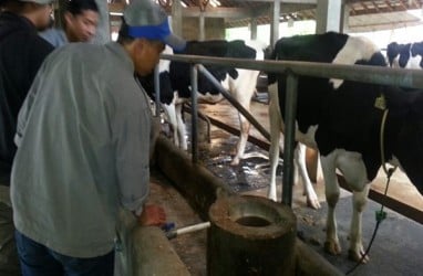 Jelang Iduladha, 25 Sapi di Kabupaten Cirebon Terjangkit PMK