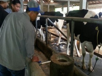 Jelang Iduladha, 25 Sapi di Kabupaten Cirebon Terjangkit PMK