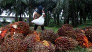 Harga Sawit Riau Turun Tipis Pekan Ini Menjadi Rp2.836,29 per Kg