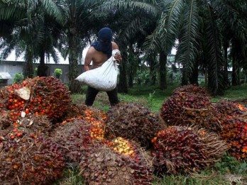 Harga Sawit Riau Turun Tipis Pekan Ini Menjadi Rp2.836,29 per Kg