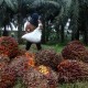 Harga Sawit Riau Turun Tipis Pekan Ini Menjadi Rp2.836,29 per Kg