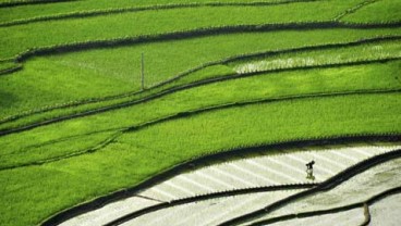 Bank Indonesia Uji Coba Padi Varietas Baru di Lombok Tengah