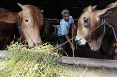 Pengendalian Penyakit Mulut dan Kuku di Kudus, Begini Capaiannya