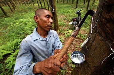 Jalan Terjal Peningkatan Komoditas Karet di Kalimantan Timur