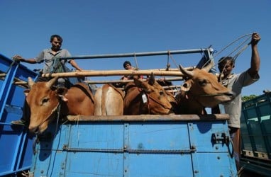 Kebutuhan Hewan Kurban Makassar Diprediksi Meningkat, Bisa 6.000 Ekor