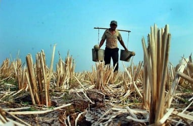 1.651 Hektare Sawah di Cirebon Terancam Kekeringan