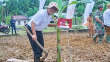 Bank Sumut Dukung Perekonomian Nias dengan Pisang