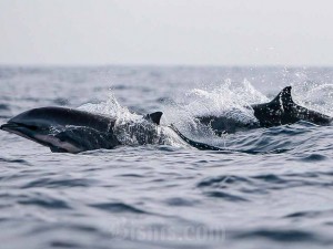 Sekelompok lumba-lumba (Stenella longirostris) muncul ke permukaan di perairan laut Pulau Weh, Iboih, Kota Sabang, Aceh, Minggu (26/5/2024). Antara/Khalis Surry