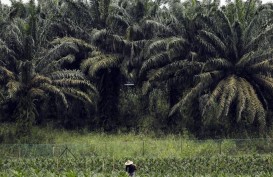 Polemik Lahan Sawit di Kawasan Hutan, Pengusaha Ditagih Denda Rp96 Juta per Hektare