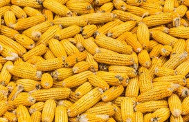 Panen Melimpah, RI Ekspor 50.000 Ton Jagung ke Filipina