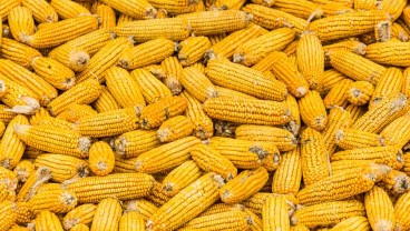 Panen Melimpah, RI Ekspor 50.000 Ton Jagung ke Filipina