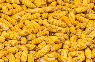 Panen Melimpah, RI Ekspor 50.000 Ton Jagung ke Filipina