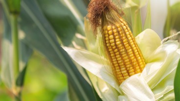 Bulog Serap 30.000 Ton Jagung Petani saat Panen Raya